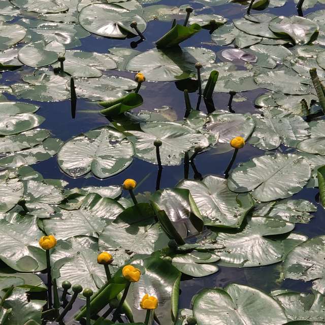 天气预报，带newgen精美的照片