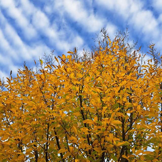 天气预报，带NikolausMinas精美的照片