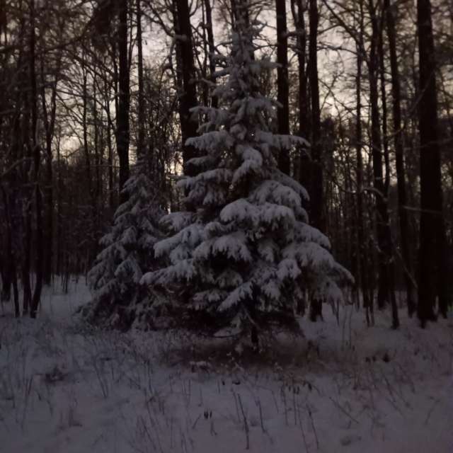 Forest. Weather forecasts with beautiful photos by Amanda_and_Valdemar_Che Photos in Izmaylovo District