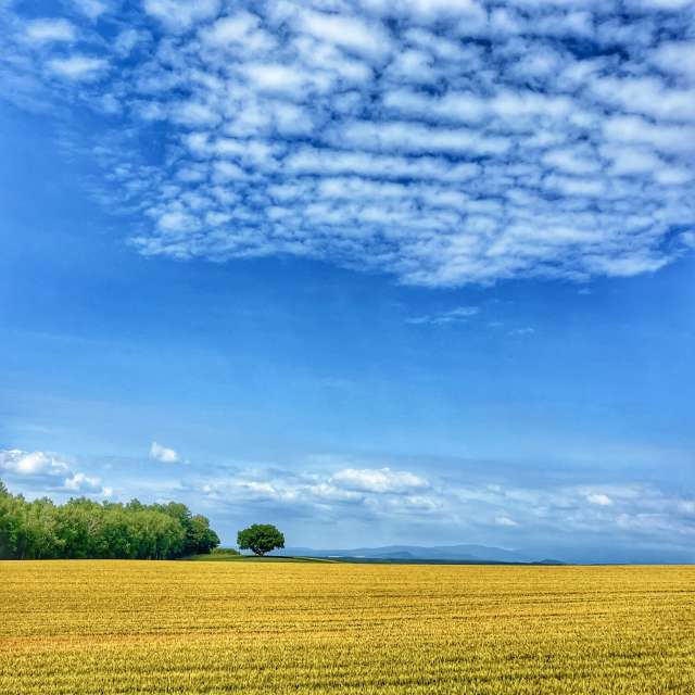 Weather forecasts with beautiful photos by Kasumisou
