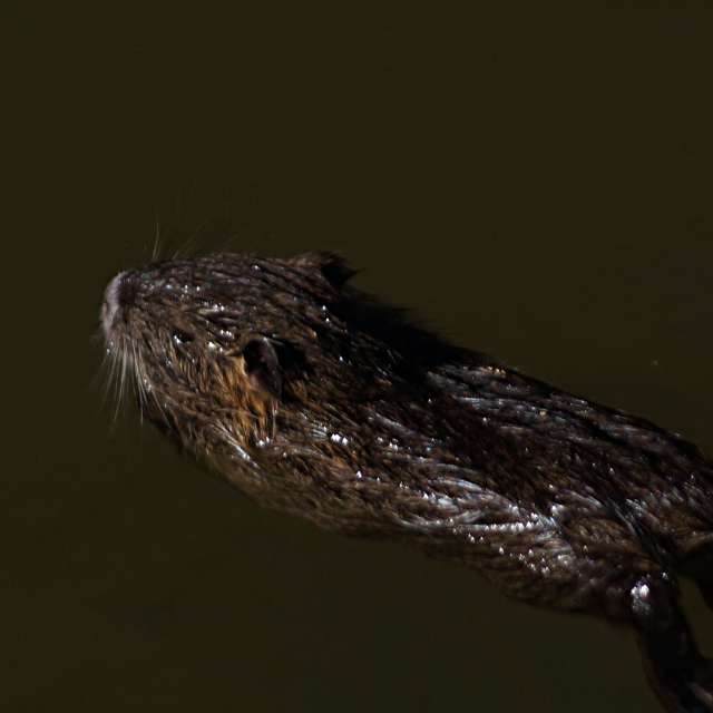 Brown. Weather forecasts with beautiful photos by tony5636 Photos in Calvisson