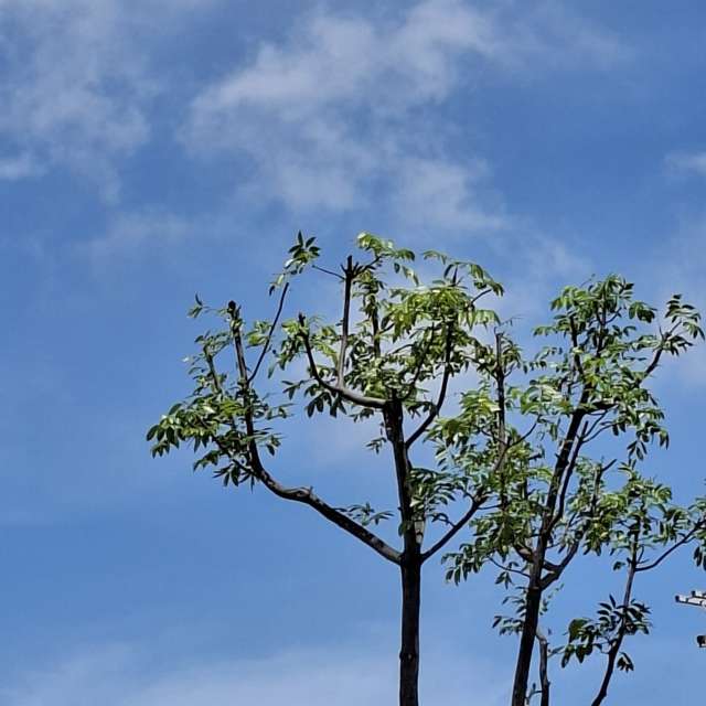 Fotos Girafa. Previsões do tempo com lindas fotos de Wen-ya Huang em Kaohsiung City