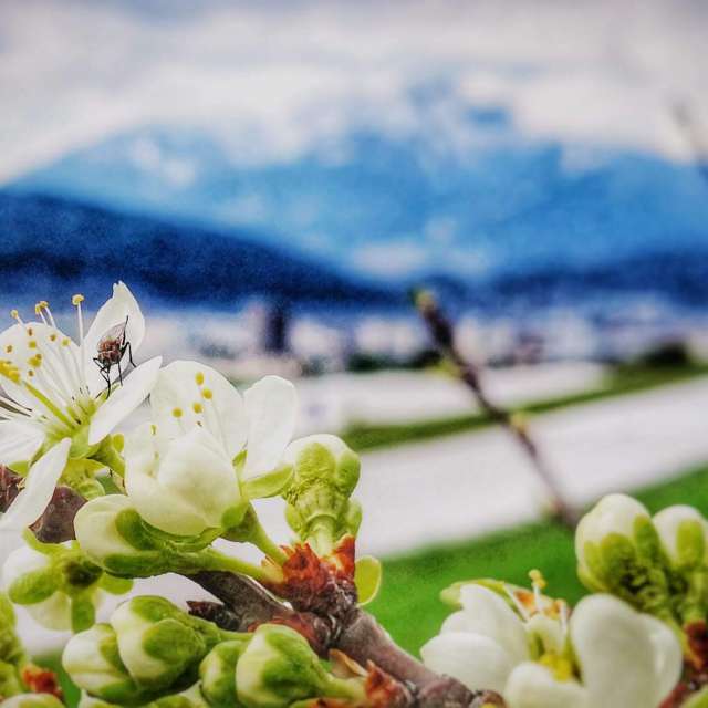 Weather forecasts with beautiful photos by deine_augenblicke_tirol