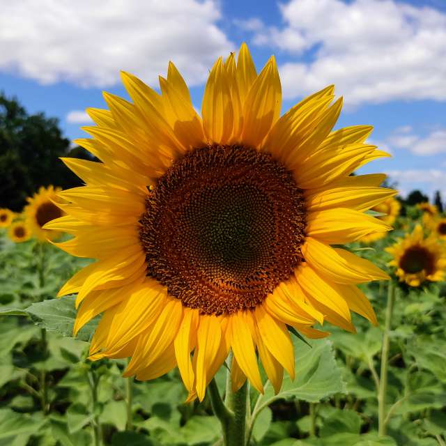 Tisch. Wettervorhersagen mit schönen Fotos von Kripo Fotos Niederösterreich