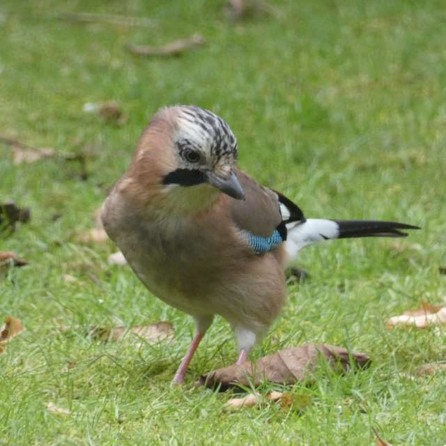 Brown. Weather forecasts with beautiful photos by fwerner Photos in World