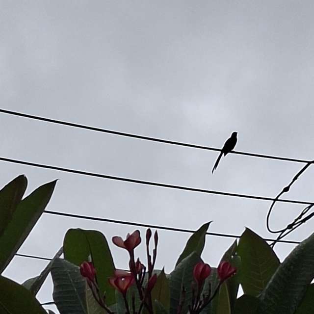 Wire. Weather forecasts with beautiful photos by Wen-ya Huang Photos in Kaohsiung City