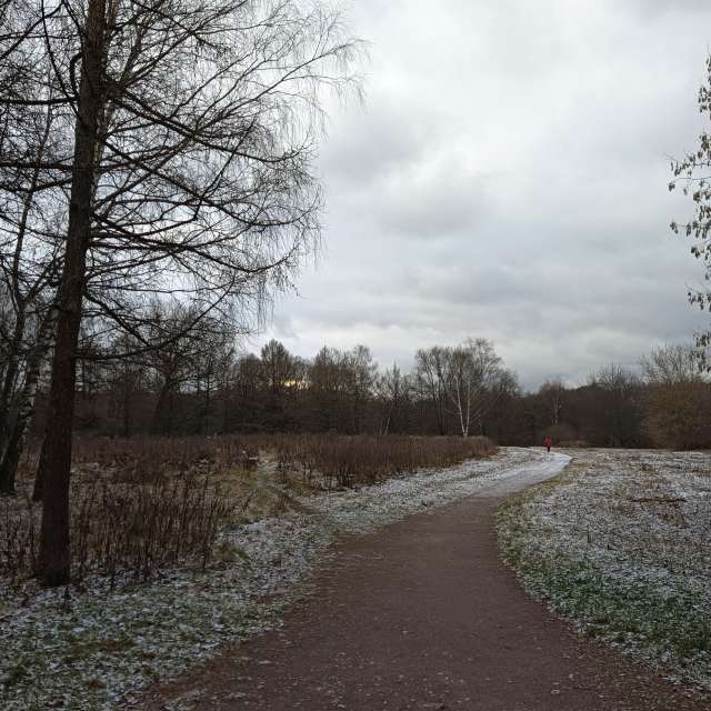 Forest. Weather forecasts with beautiful photos by Amanda_and_Valdemar_Che Photos in Izmaylovo District
