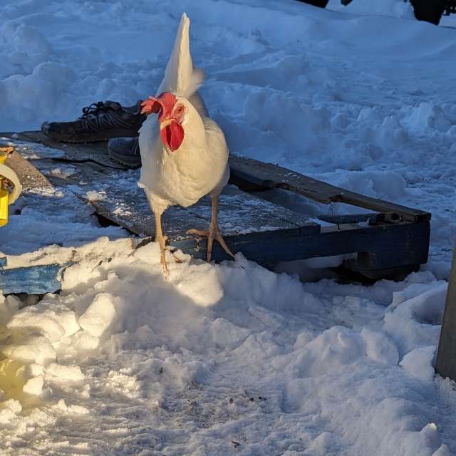 Skidåkning. Väderprognoser med vackra foton av BonnieC85 Foton i Colorado