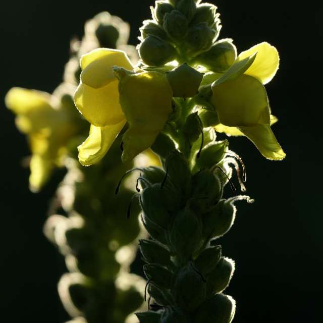 Pronósticos del tiempo con hermosas fotos de Richtoldi