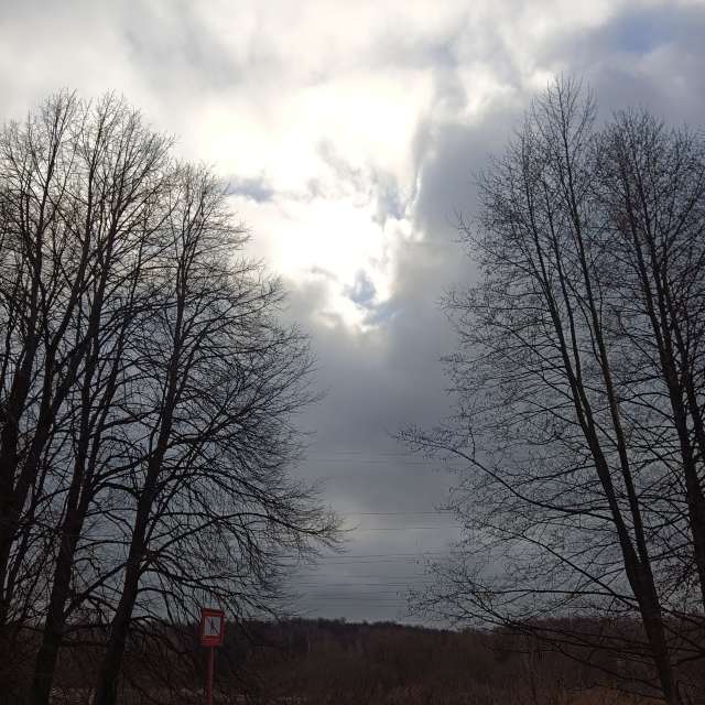 Forest. Weather forecasts with beautiful photos by Amanda_and_Valdemar_Che Photos in Izmaylovo District