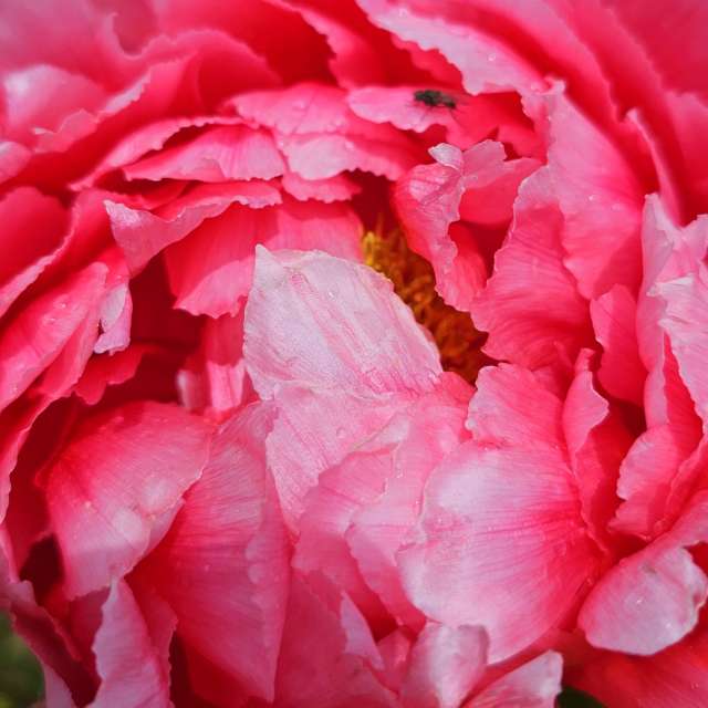 Fotos Flor. Previsões do tempo com lindas fotos de Seni em Velbert