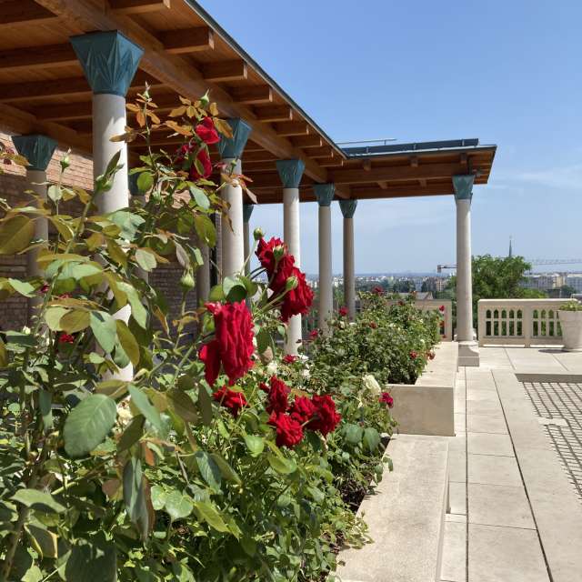 Blume. Wettervorhersagen mit schönen Fotos von Hencső Fotos Budapest