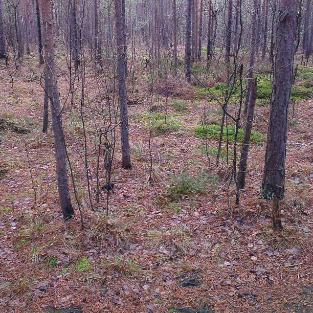 Weather forecasts with beautiful photos by Olga_K