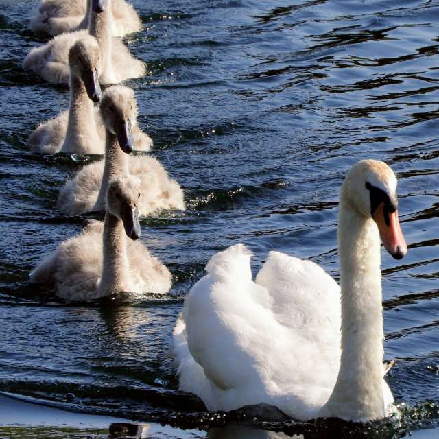 Swimming. Weather forecasts with beautiful photos by kns666 Photos in Yarwell Mill Country Park