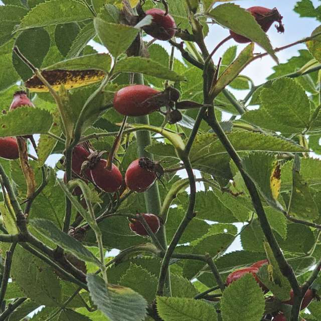 Apple. Weather forecasts with beautiful photos by Seni Photos in Velbert