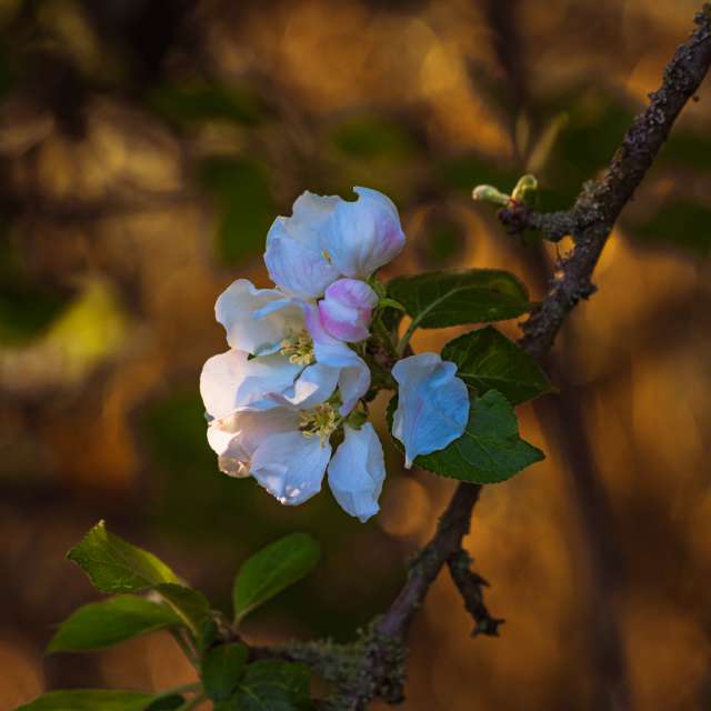 Фотографії 花. Прогнози погоди з прекрасними фотографіями Денис Маслов в Рига