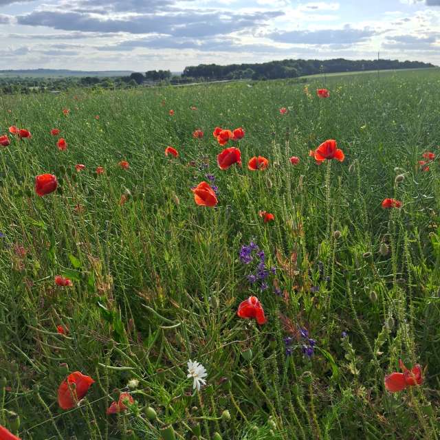 Weather forecasts with beautiful photos by urashm
