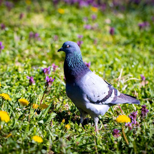 Bird. Weather forecasts with beautiful photos by VdClaudiu Photos in Timișoara