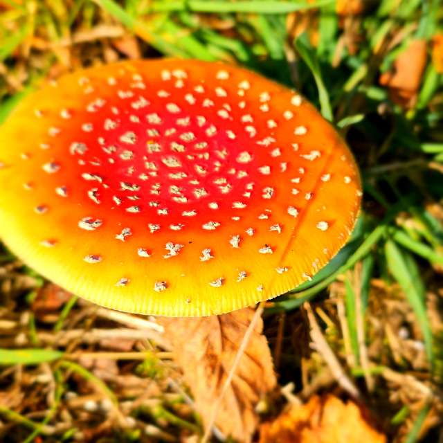 Fotos Fungos. Previsões do tempo com lindas fotos de Seni em Velbert