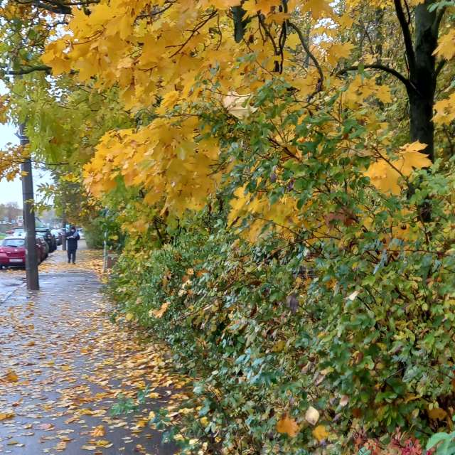 Pronósticos del tiempo con hermosas fotos de Prohojiy