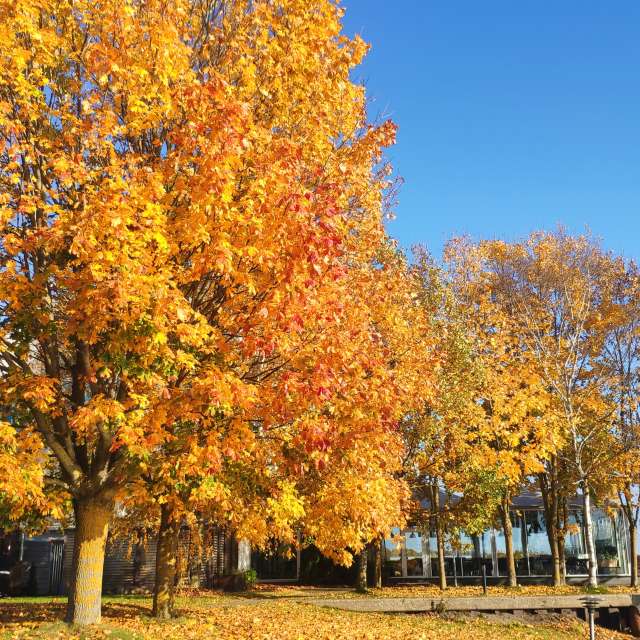 GREENE. Weather forecasts with beautiful photos by newgen Photos in World