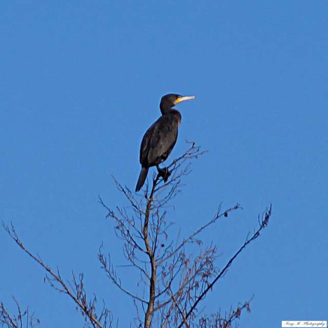 Animal. Weather forecasts with beautiful photos by tony5636 Photos in Calvisson