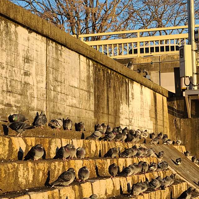 Sheep. Weather forecasts with beautiful photos by あさのジジ Photos in Okayama