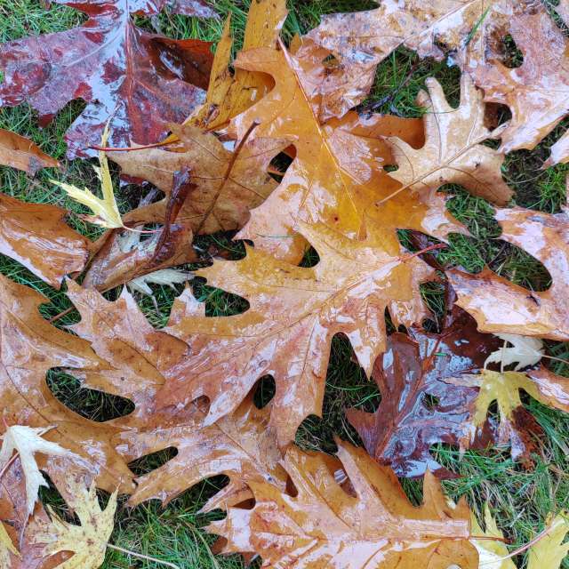 Photos Plaque. Prévisions météo avec de superbes photos de Albert_Smelovtsev de Roza Khutor