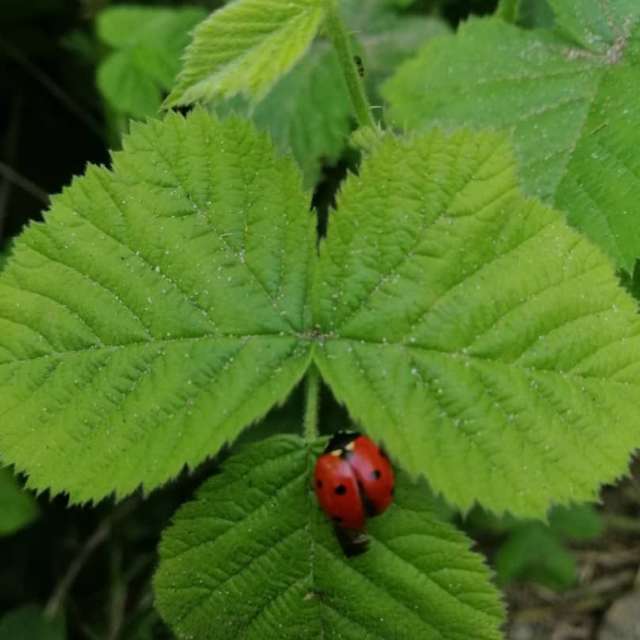 天气预报，带gentlemen55精美的照片
