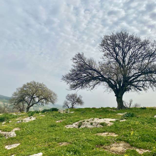 Qassem-Mohaidatの美しい写真による天気予報