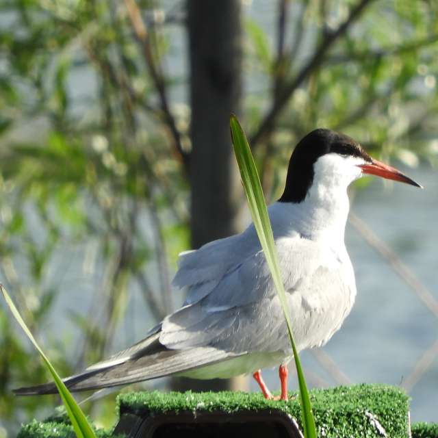 Animal. Weather forecasts with beautiful photos by kns666 Photos in Yarwell Mill Country Park
