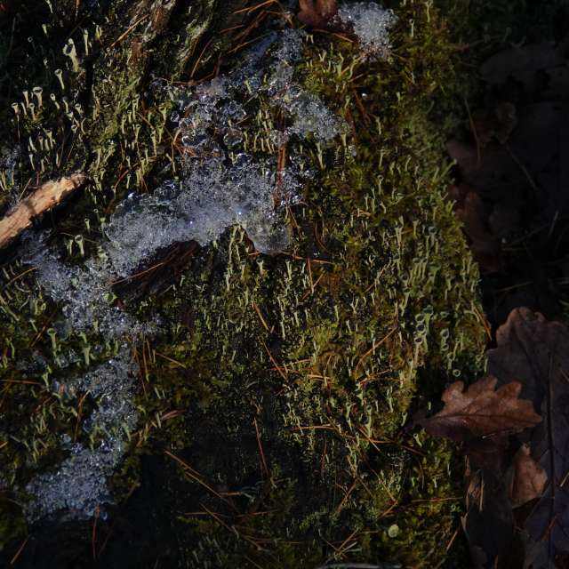 Fotos Floresta. Previsões do tempo com lindas fotos de Vasek325 em Praha 4