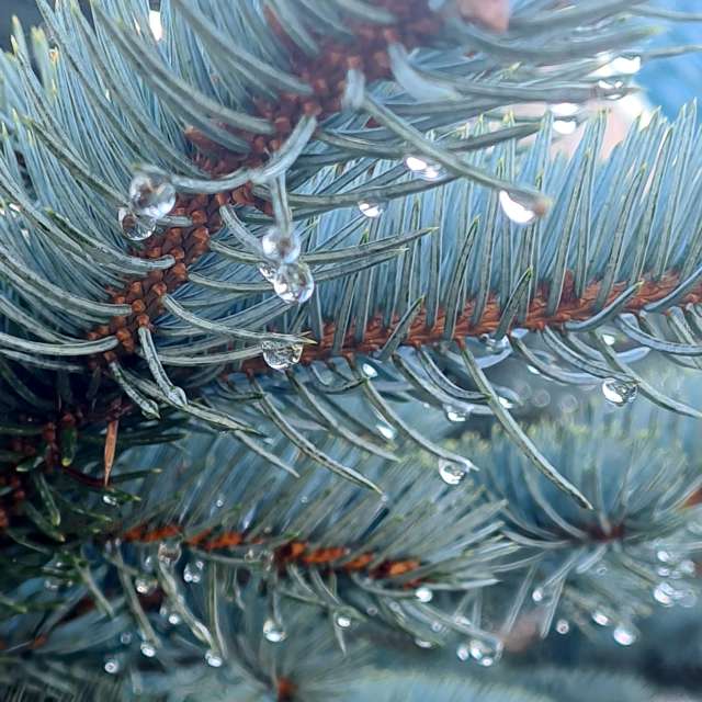 天气预报，带HelenR精美的照片