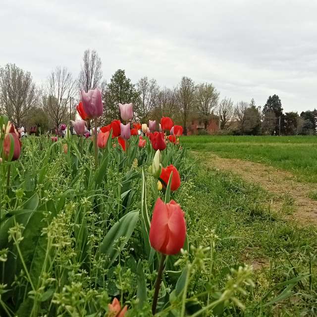 Grass. Weather forecasts with beautiful photos by Ludovico Photos in Emilia-Romagna