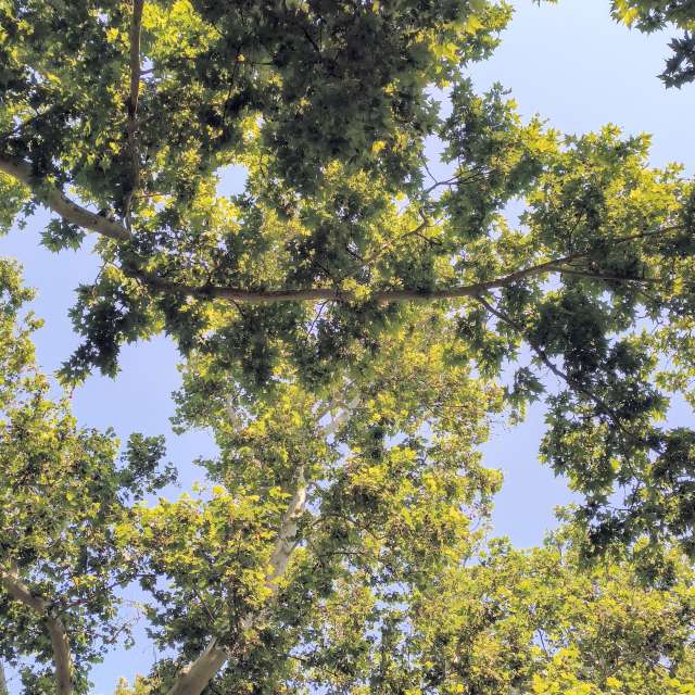 Fotos del Caballo. Pronósticos del tiempo con hermosas fotos de YanBog en București