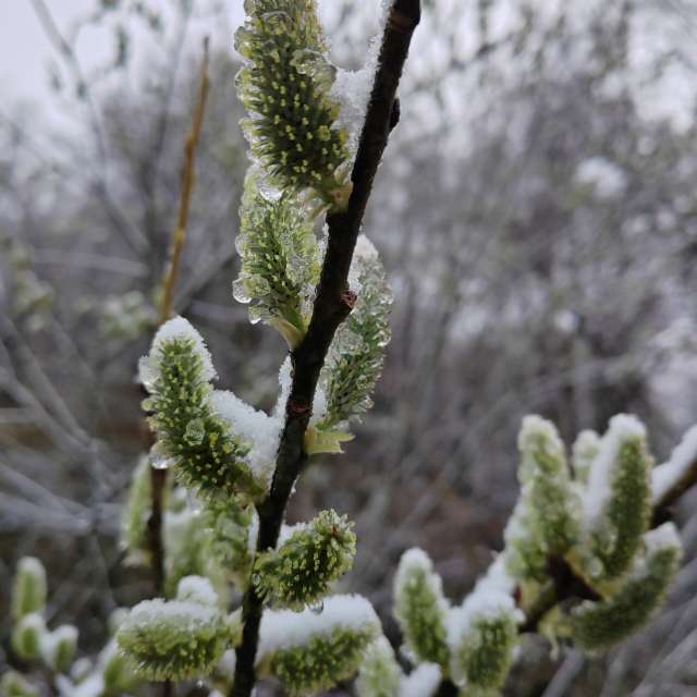 Fotos del Alimento. Pronósticos del tiempo con hermosas fotos de Albert_Smelovtsev en Roza Khutor