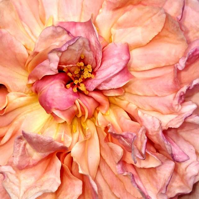 Beet. Wettervorhersagen mit schönen Fotos von Wen-ya Huang Fotos Kaohsiung