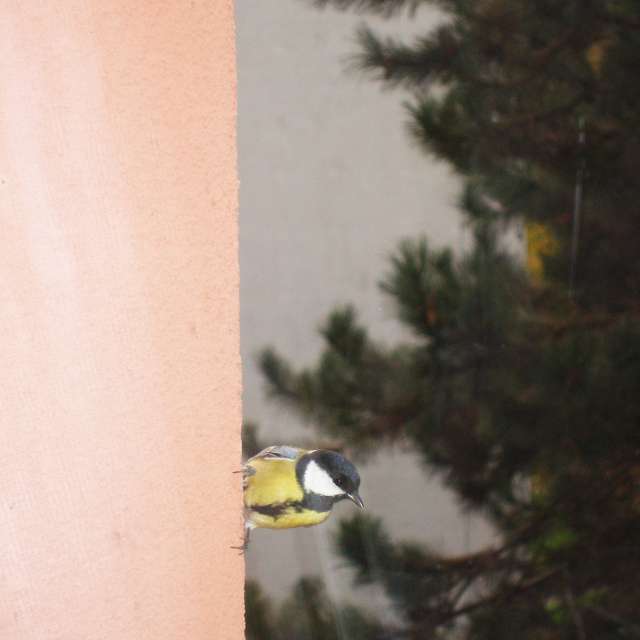 天气预报，带ivan-ko精美的照片