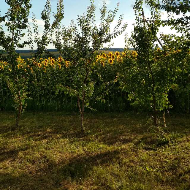 Field. Weather forecasts with beautiful photos by urashm Photos in Bohdanivtsi