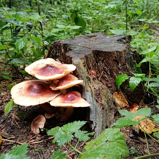 accoteの美しい写真による天気予報