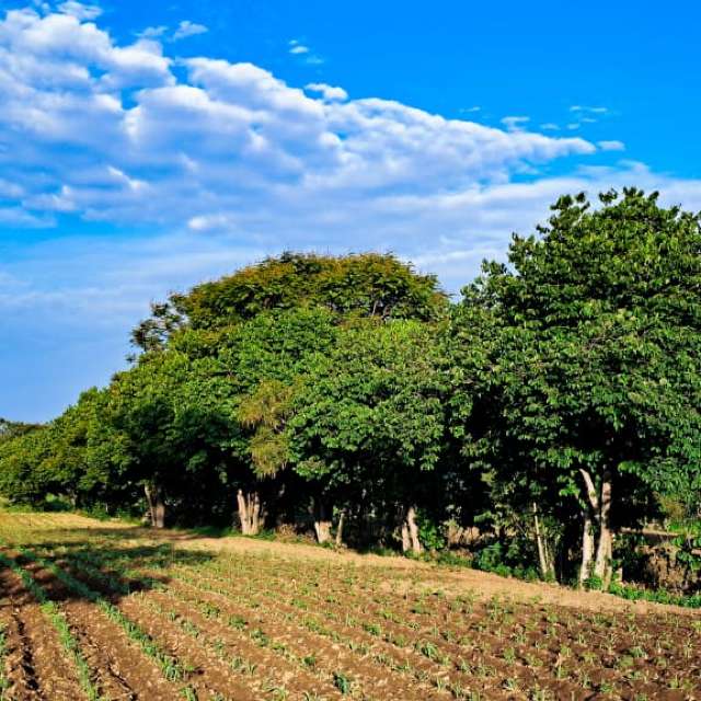 Pronósticos del tiempo con hermosas fotos de Noda