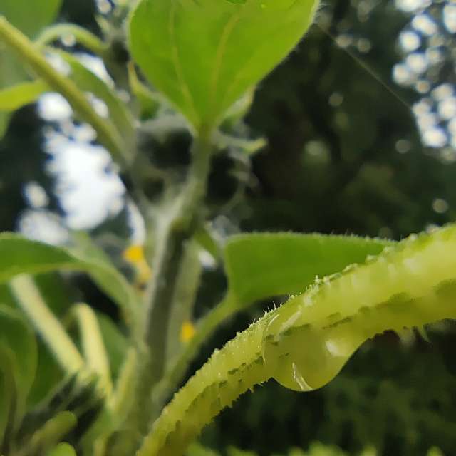 Kladow的Rain. 天气预报，带Zorrra精美的照片照片