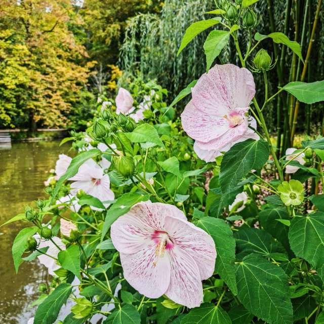 NASTIAの美しい写真による天気予報