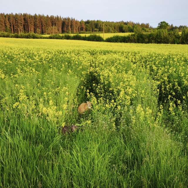 Summer. Weather forecasts with beautiful photos by Valiukas Photos in Lithuania