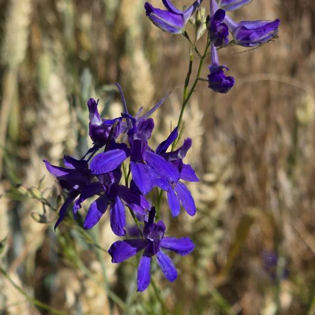 Fotos del Flor. Pronósticos del tiempo con hermosas fotos de Ihor_ua en Ucrania