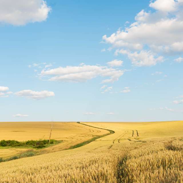 天气预报，带Cherneva精美的照片