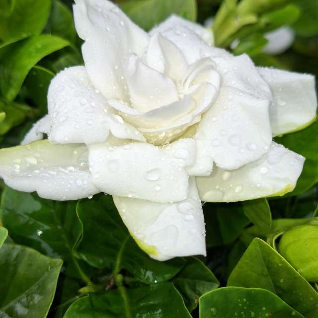 Cake. Weather forecasts with beautiful photos by Wen-ya Huang Photos in Kaohsiung City
