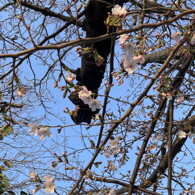 Fotos Marrom. Previsões do tempo com lindas fotos de あさのジジ em Okayama