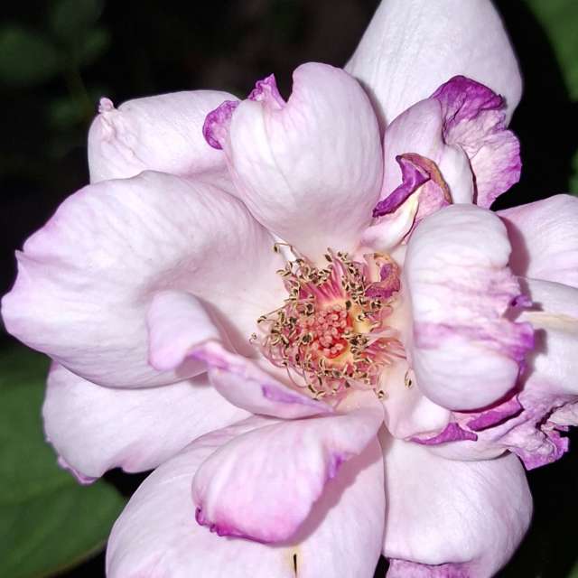 Fotos Urso. Previsões do tempo com lindas fotos de Wen-ya Huang em Kaohsiung City