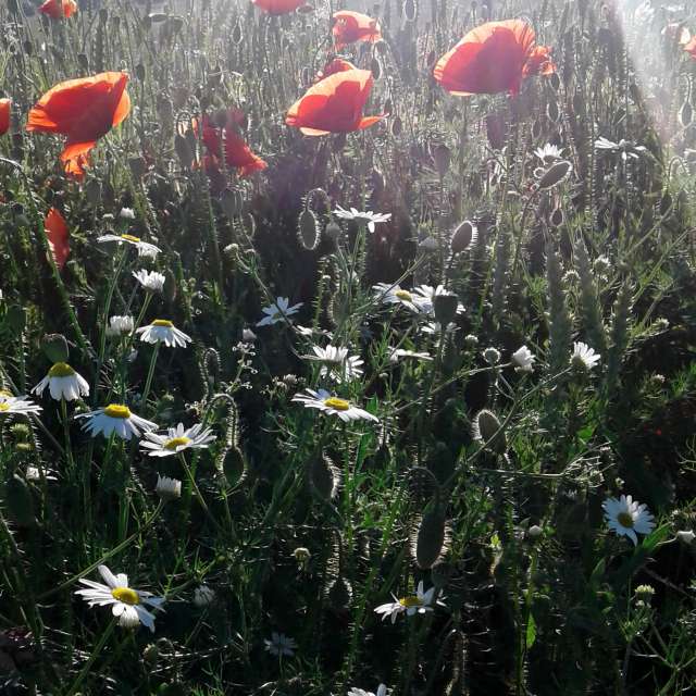 Group. Weather forecasts with beautiful photos by urashm Photos in Khmelnytskyi